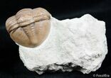 / Inch Asaphus Lepidurus - Russian Trilobite #2640-3